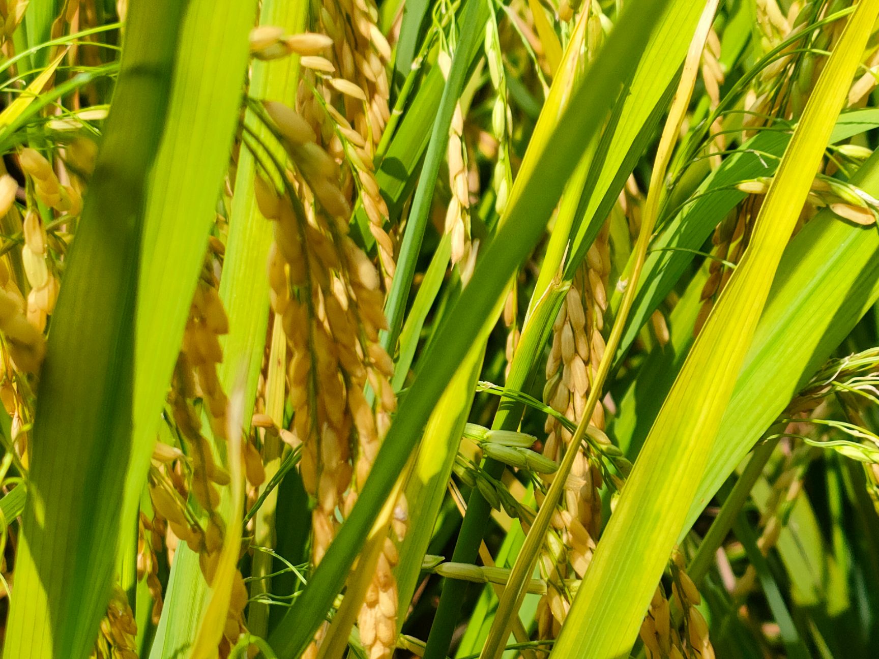 富硒水稻  遂宁市安居区三家镇是遂宁市的鱼米之乡，