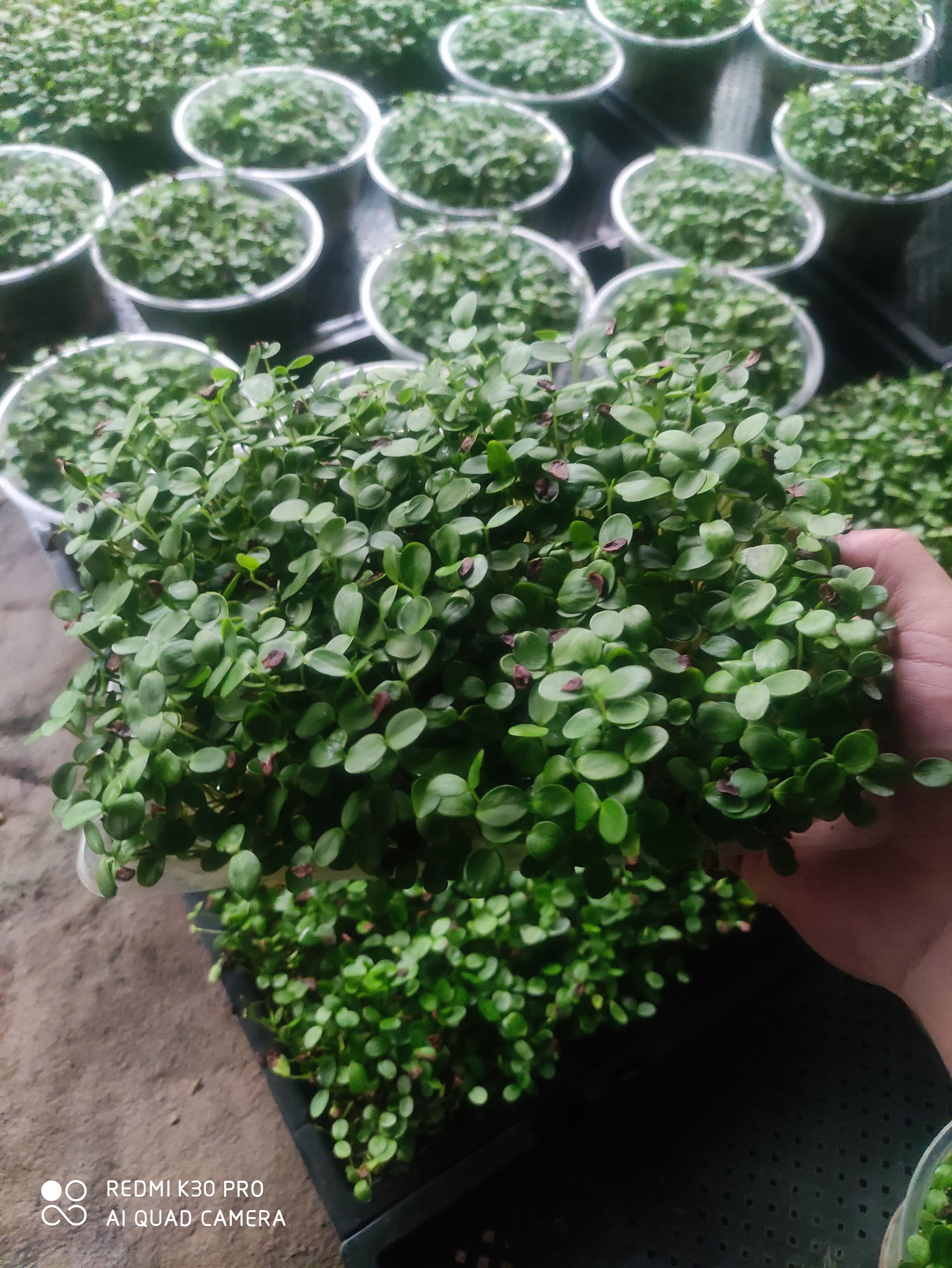 黄豆芽  不加任何添加剂井水火锅豆芽