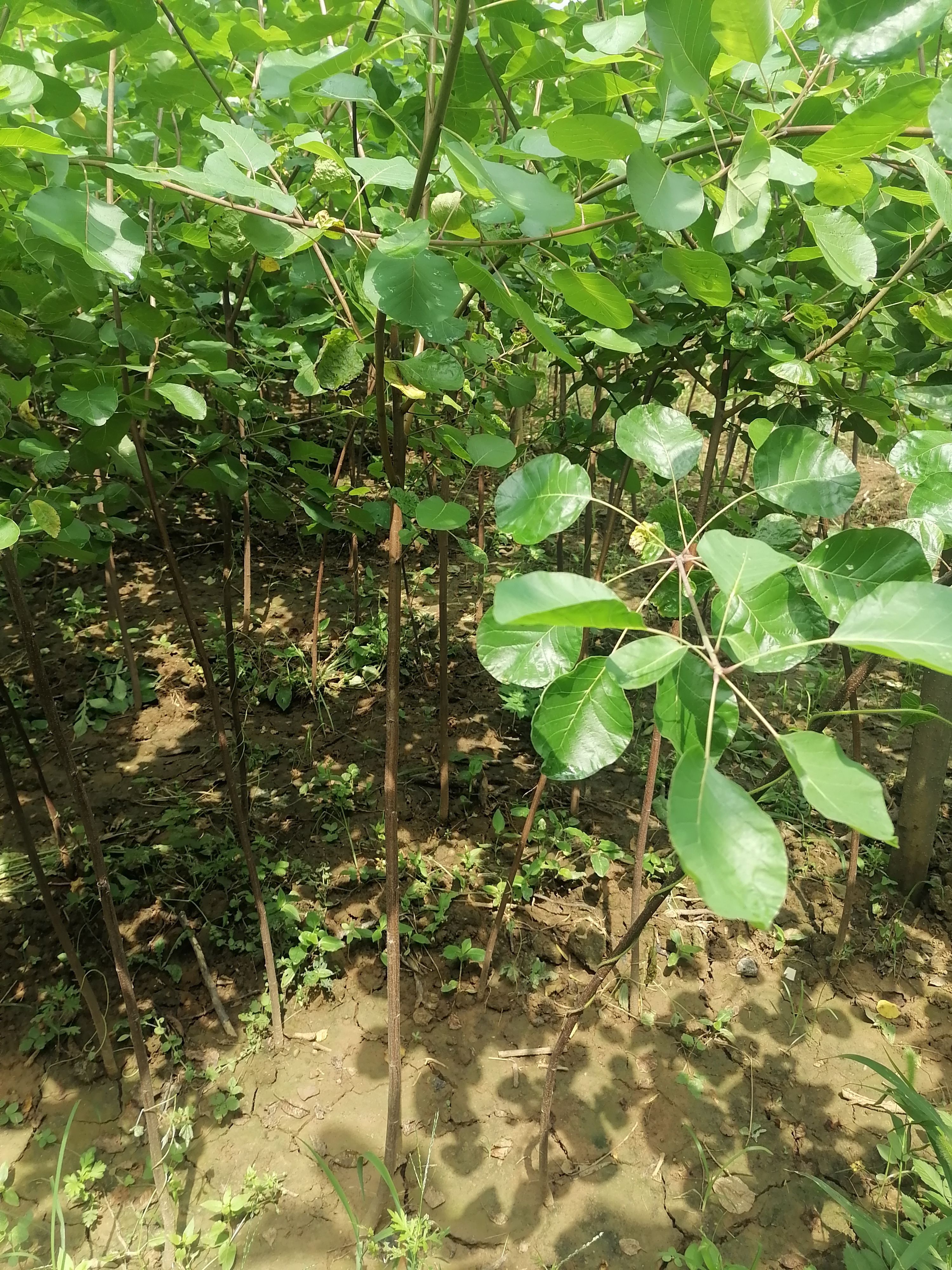  自家黄栌苗一到两公分的，定植苗。杆子直