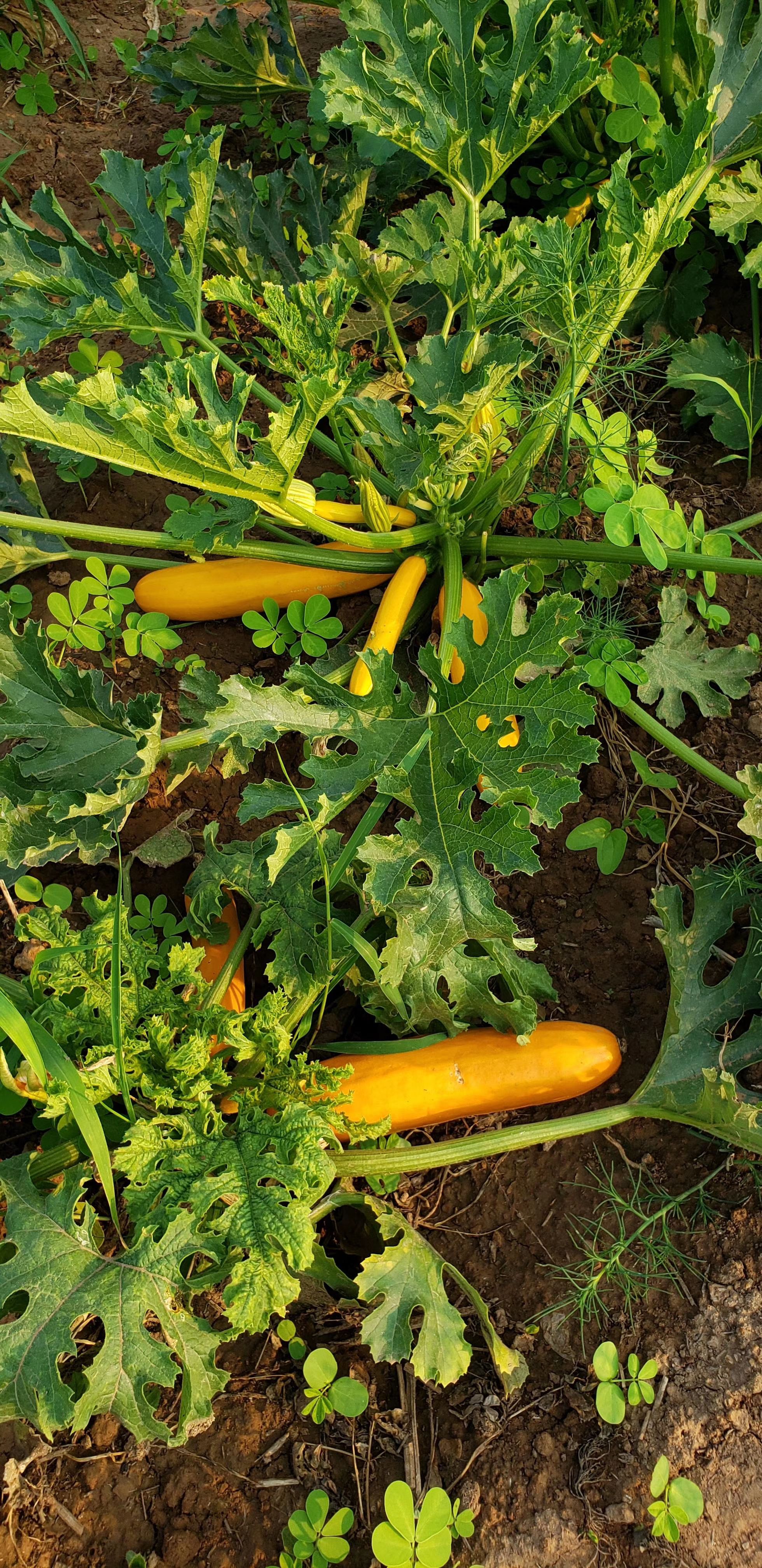 菊花种子  野菜菊花脑种子，菊花脑种苗批发
