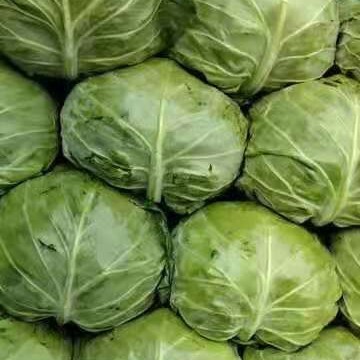蔚县黄心大白菜 旱地大白菜，天然无公害！