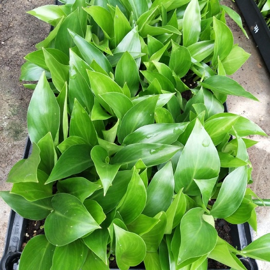 广州天堂鸟盆栽  白花天堂鸟苗 室内花卉盆栽绿植