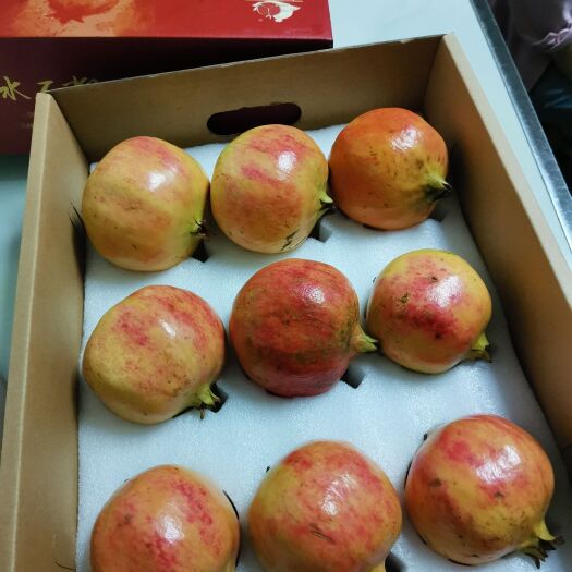 昆明 突尼斯石榴会泽软籽石榴