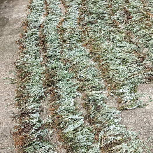 鹿茸草，干货，