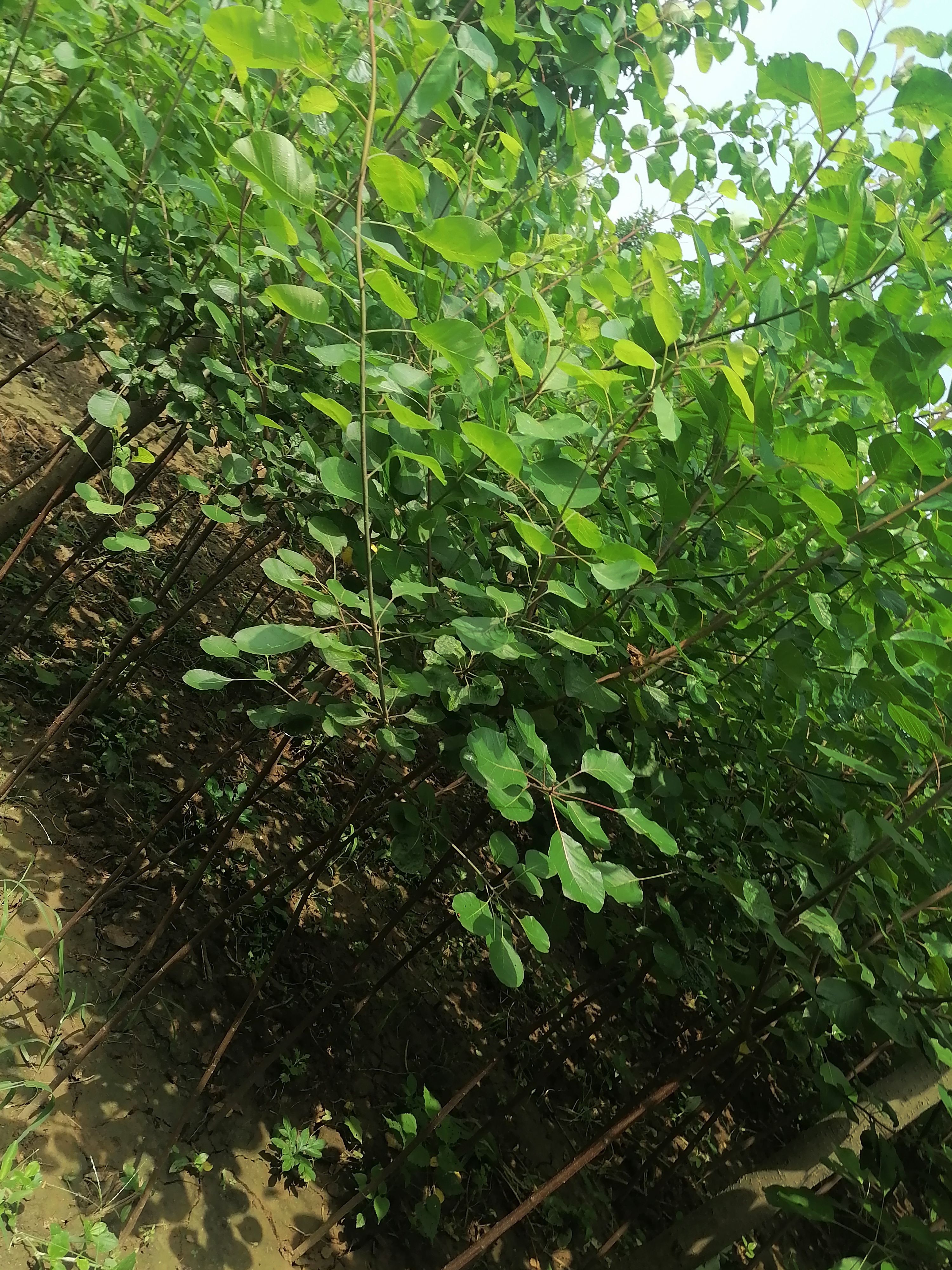  自家黄栌苗一到两公分的，定植苗。杆子直