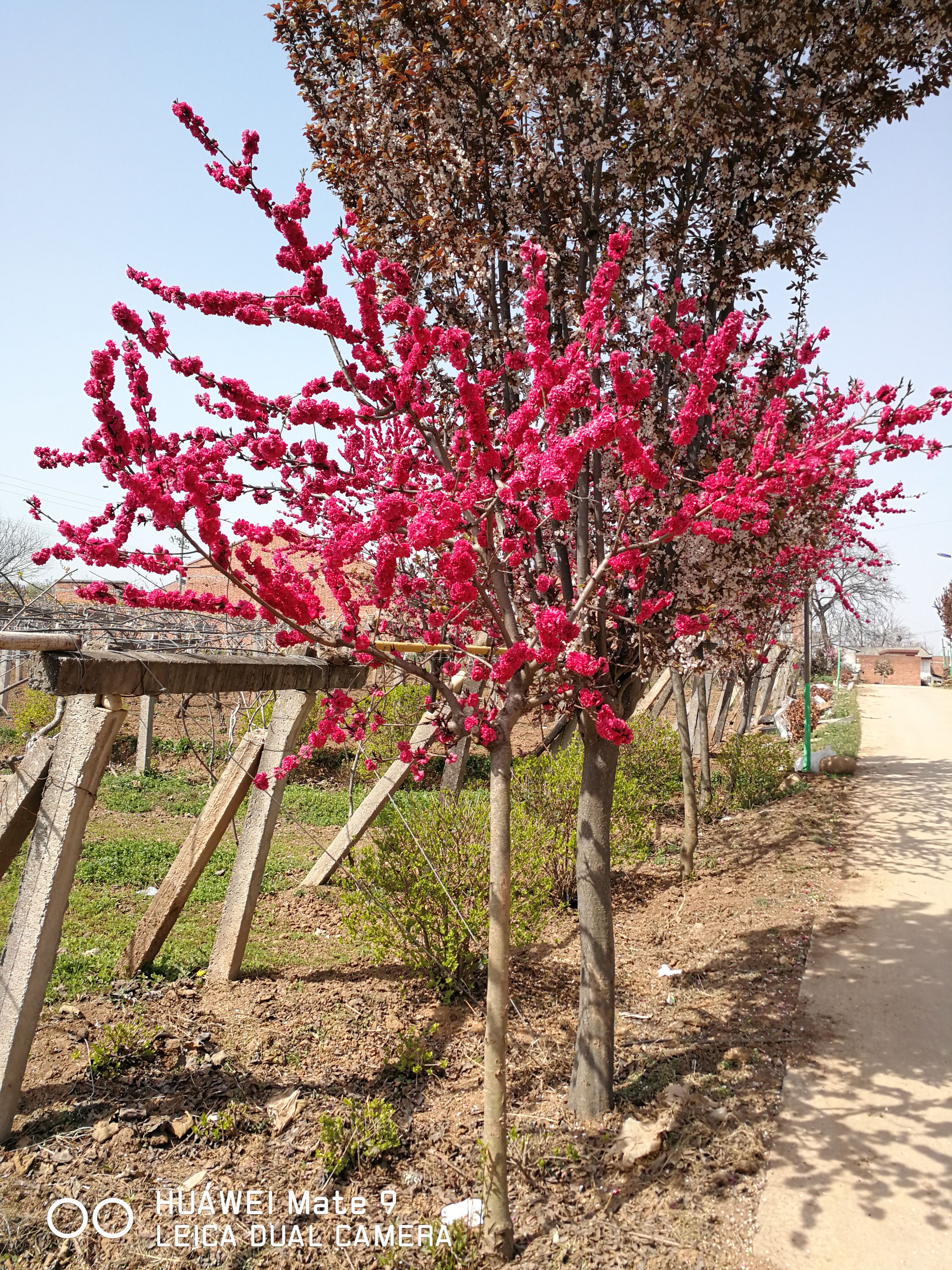 北美海棠  海棠树苗室内外庭院耐寒植物西府垂丝北美红宝石海棠花卉盆景盆栽