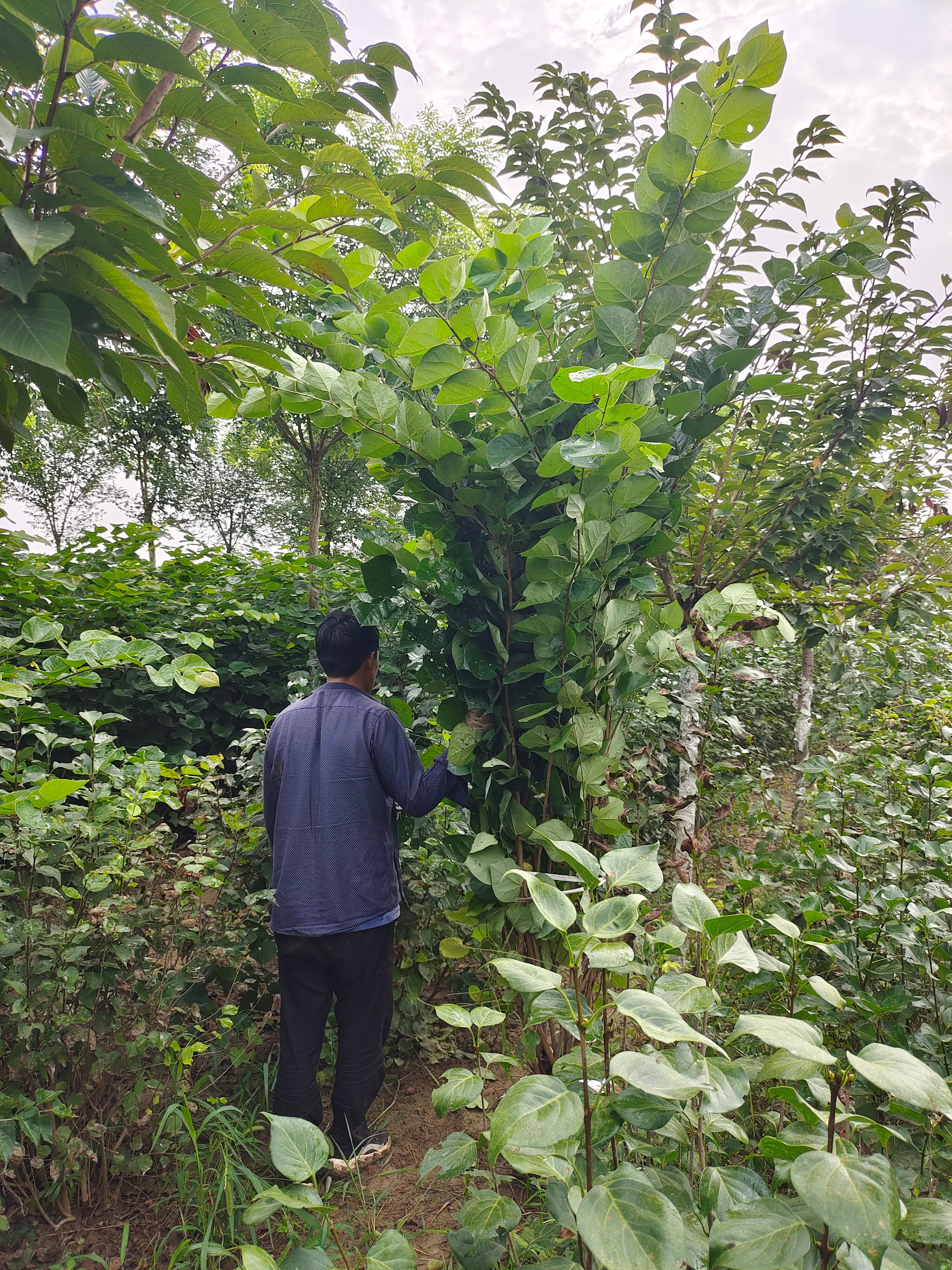丛生紫荆，紫荆直销，陕西紫荆，紫荆产地直销，紫荆花，紫荆基地