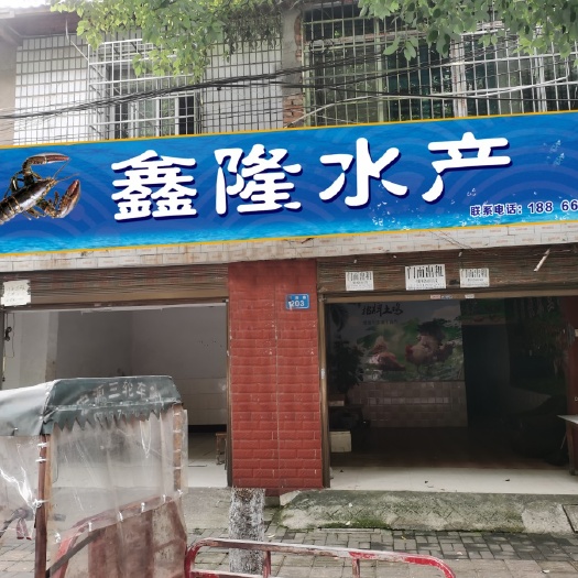 常德中国龙虾  桥南水产批发合作社