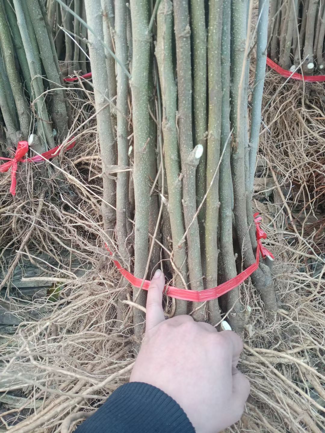 大花木槿重瓣高杆食用木槿花树苗粉红色耐寒庭院地栽花期长包邮价