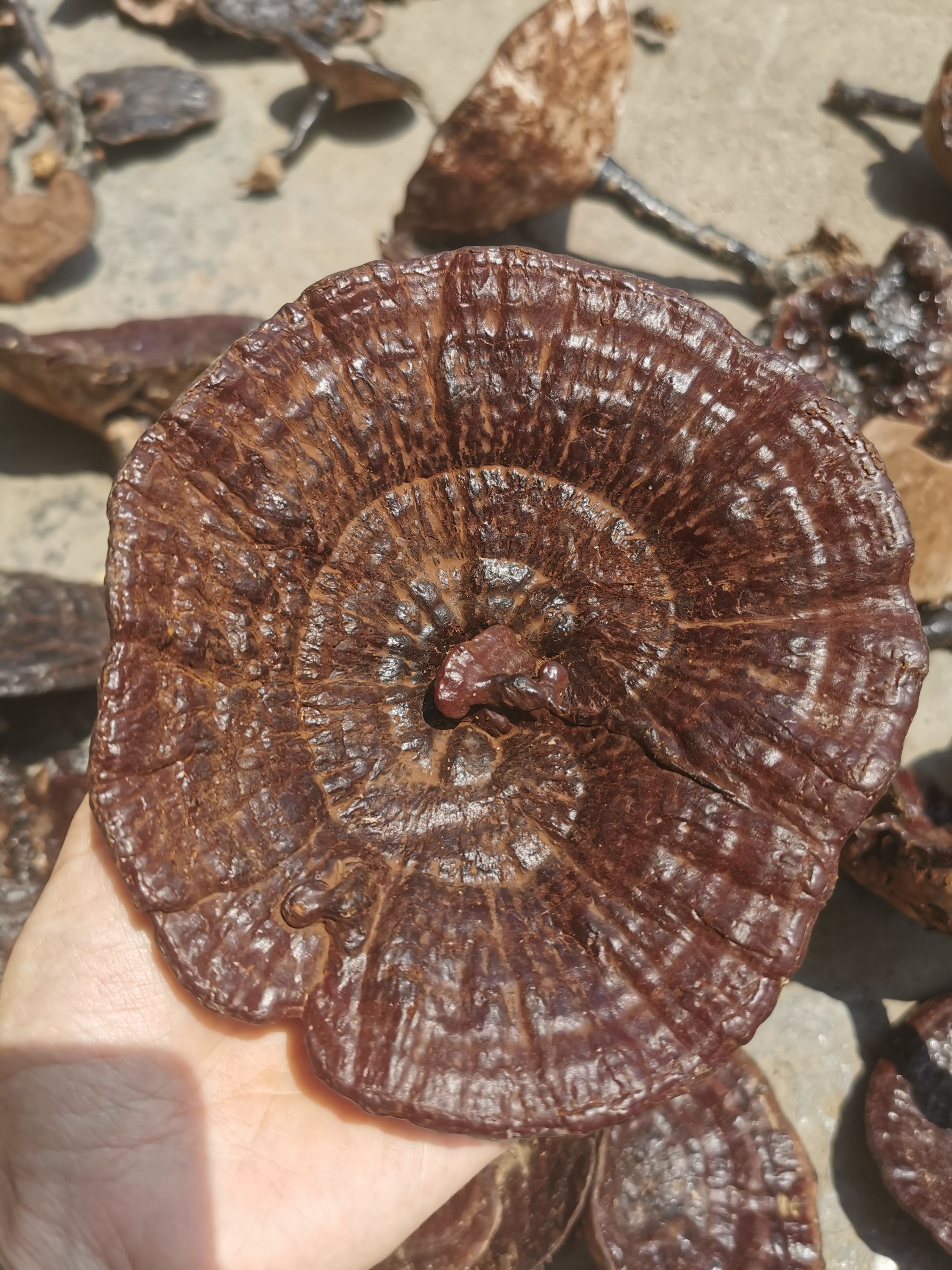 紫灵芝  紫生灵芝广西大山里的本地货 山上自然生长的灵芝