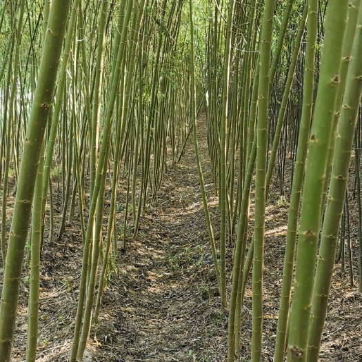 郯城县大量供应垂柳竹柳2-8公分
