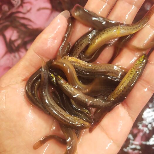 南宁黄泥鳅  经本苗场培育的泥鳅鱼苗品种优良，抗病能力强成活率高