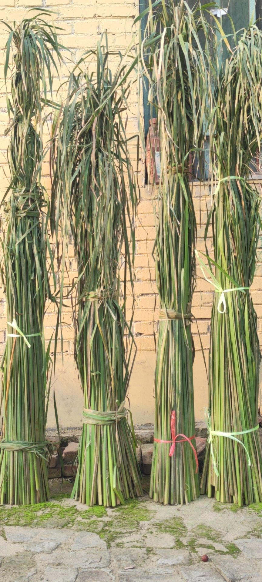干蒲草  蒲草
