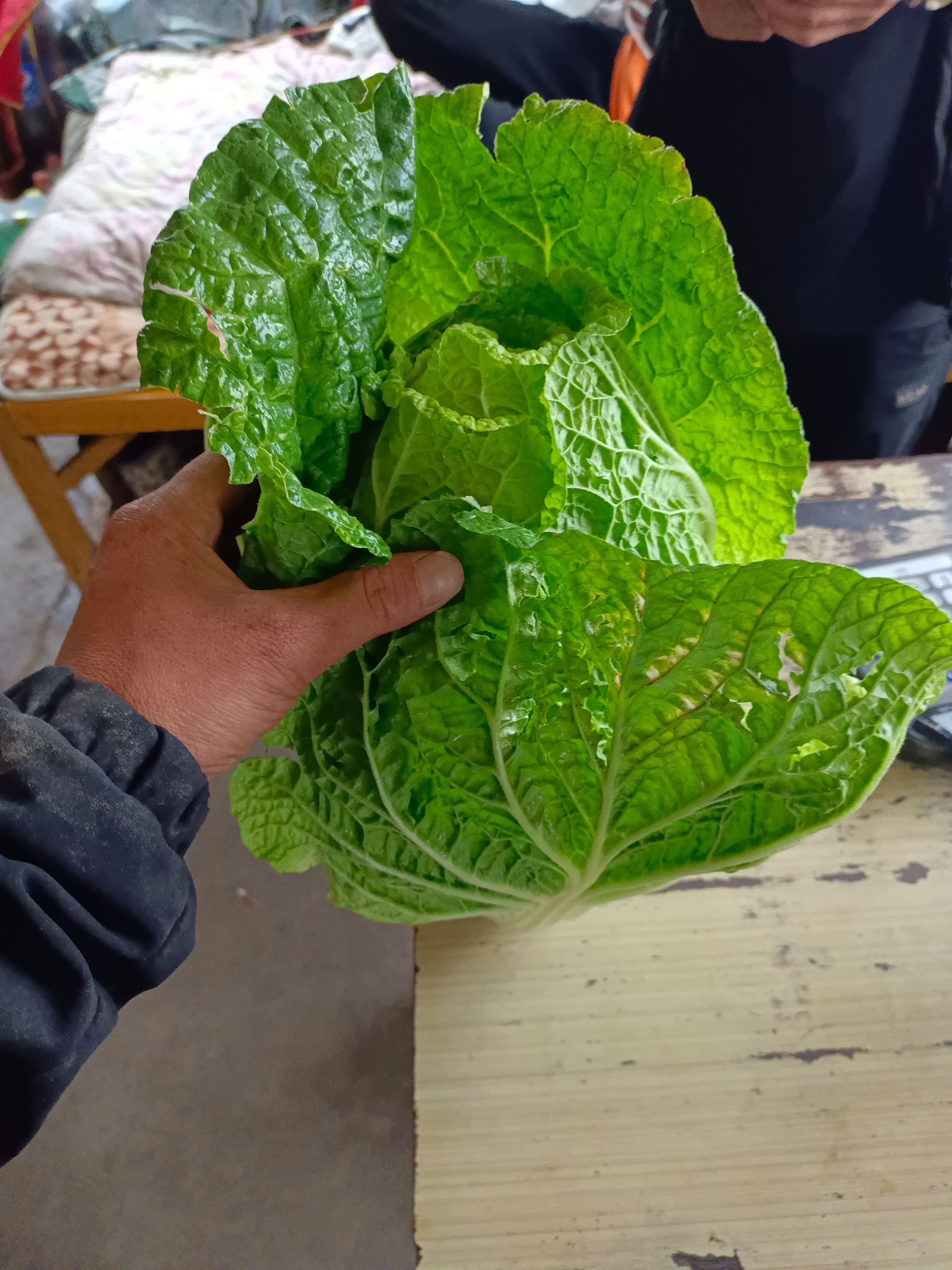 蔚县草沟堡，旱地黄心大白菜，质量很好，新老客户可来订购