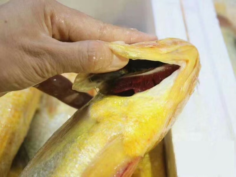 浙一鲜南麂岛大黄鱼冰鲜深海大黄鱼G20食材黄花鱼平均0.6斤