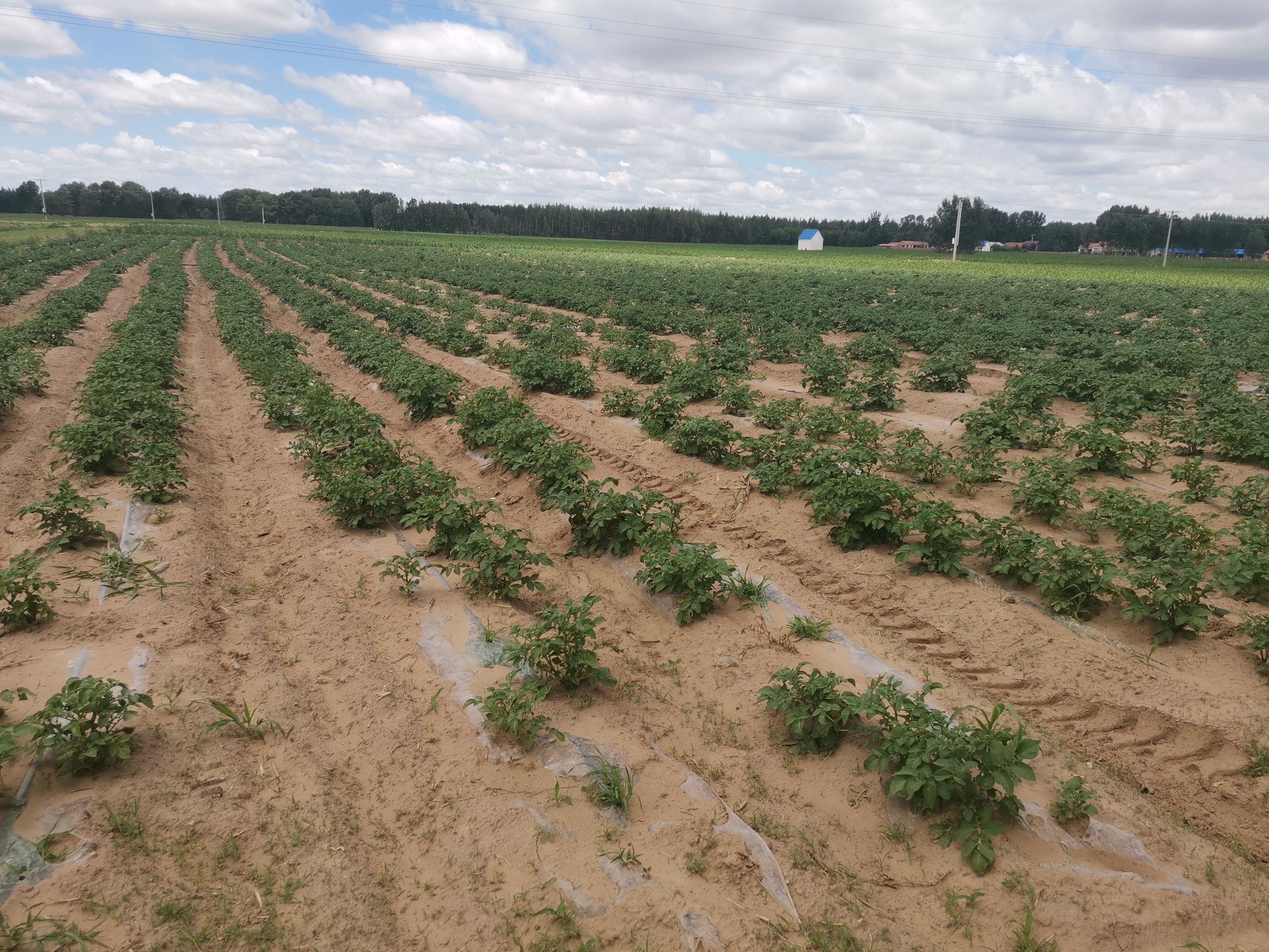  希森6号黄心土豆