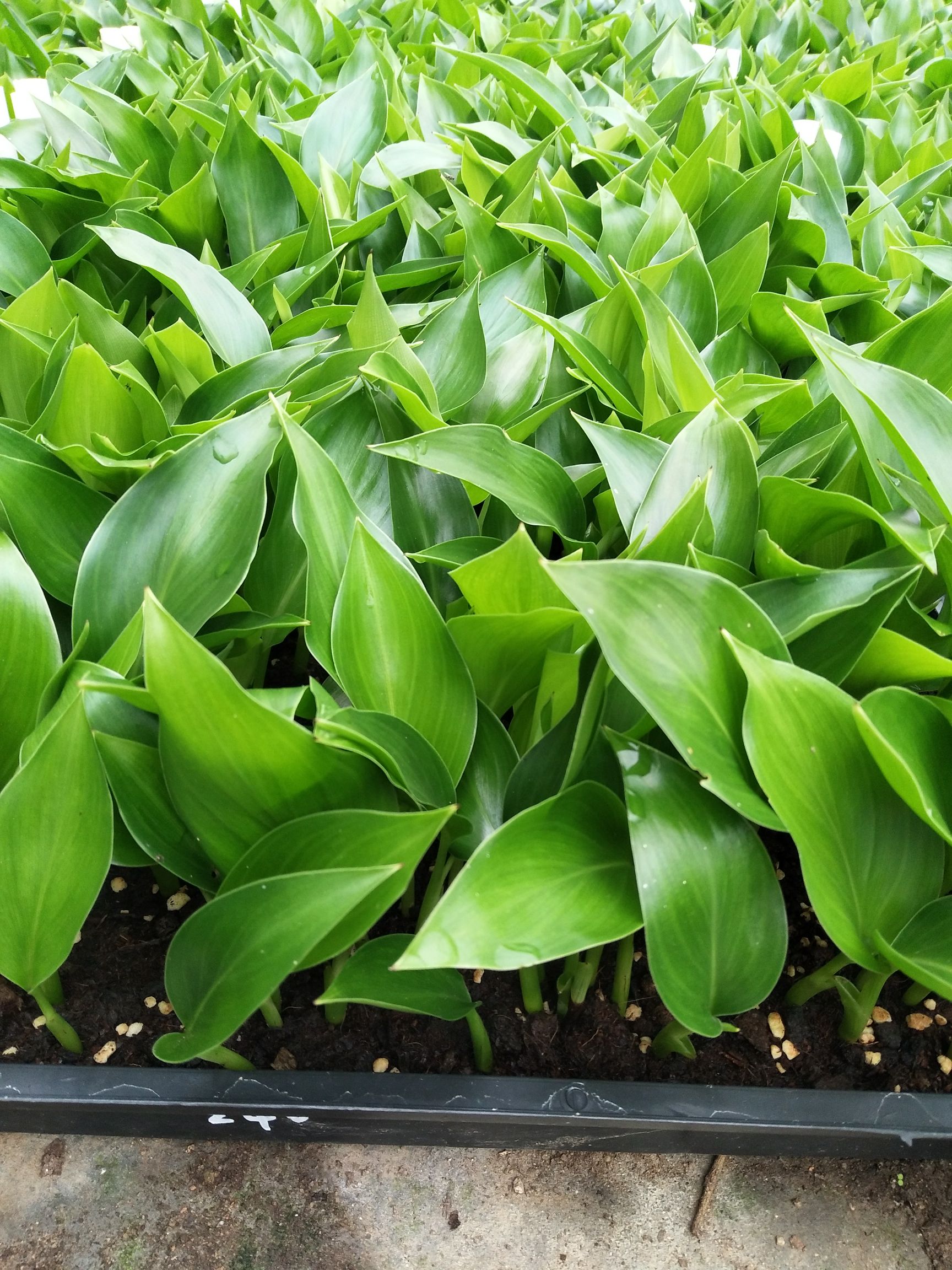 天堂鸟盆栽  白花天堂鸟苗 室内花卉盆栽绿植