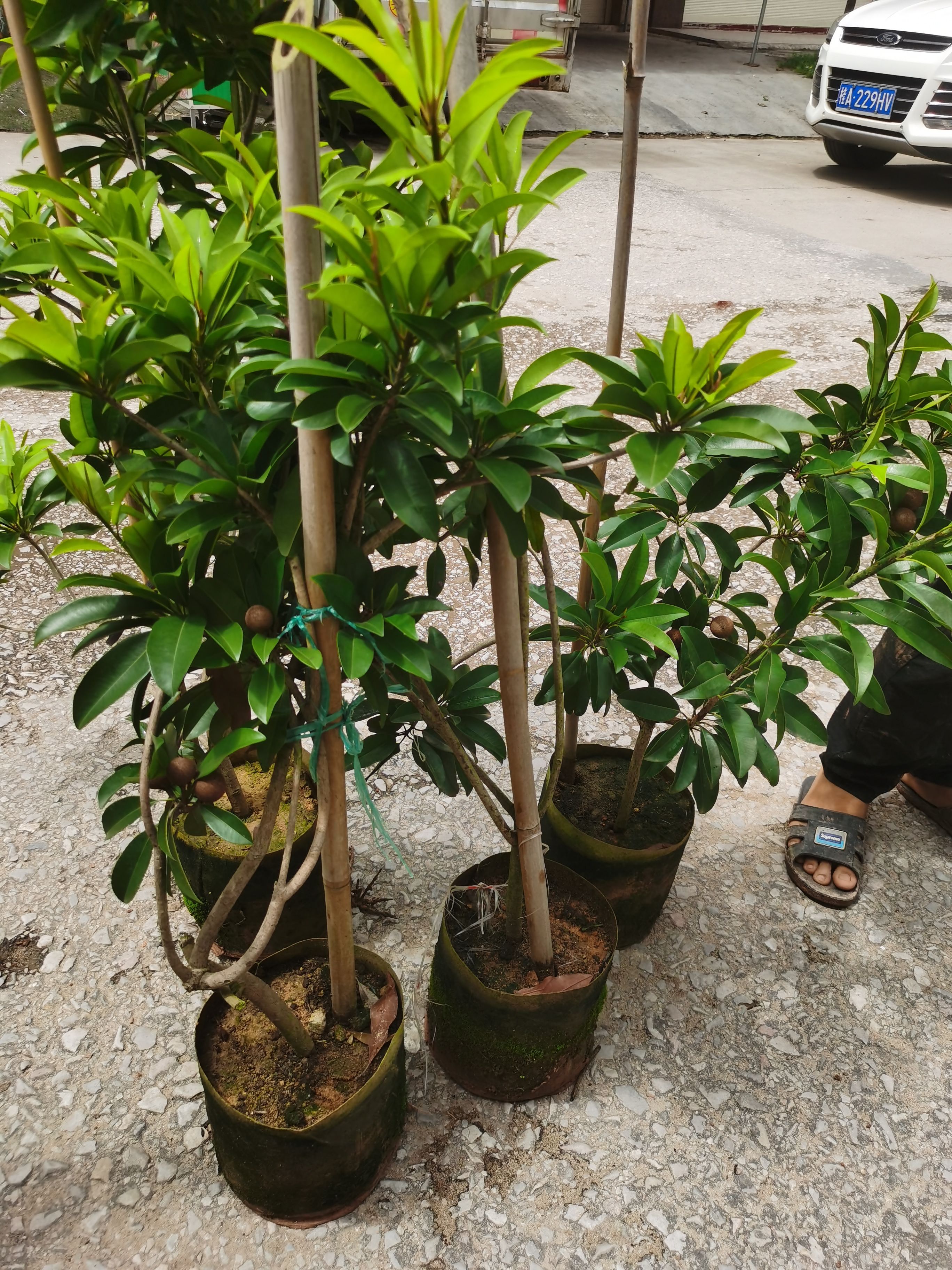 人心果树苗  大小规格都有，营养杯苗，产量高