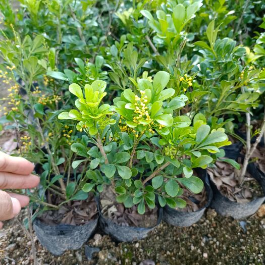 普宁市米兰花苗四季绿植小米黄色花苞常年开花适合园林绿化工程小苗乔木