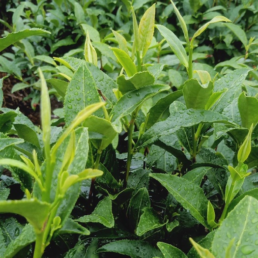 贵定县云雾茶 各种等级秋茶开始上量，欢迎咨询订购