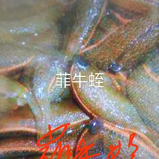 上海菲牛蛭 