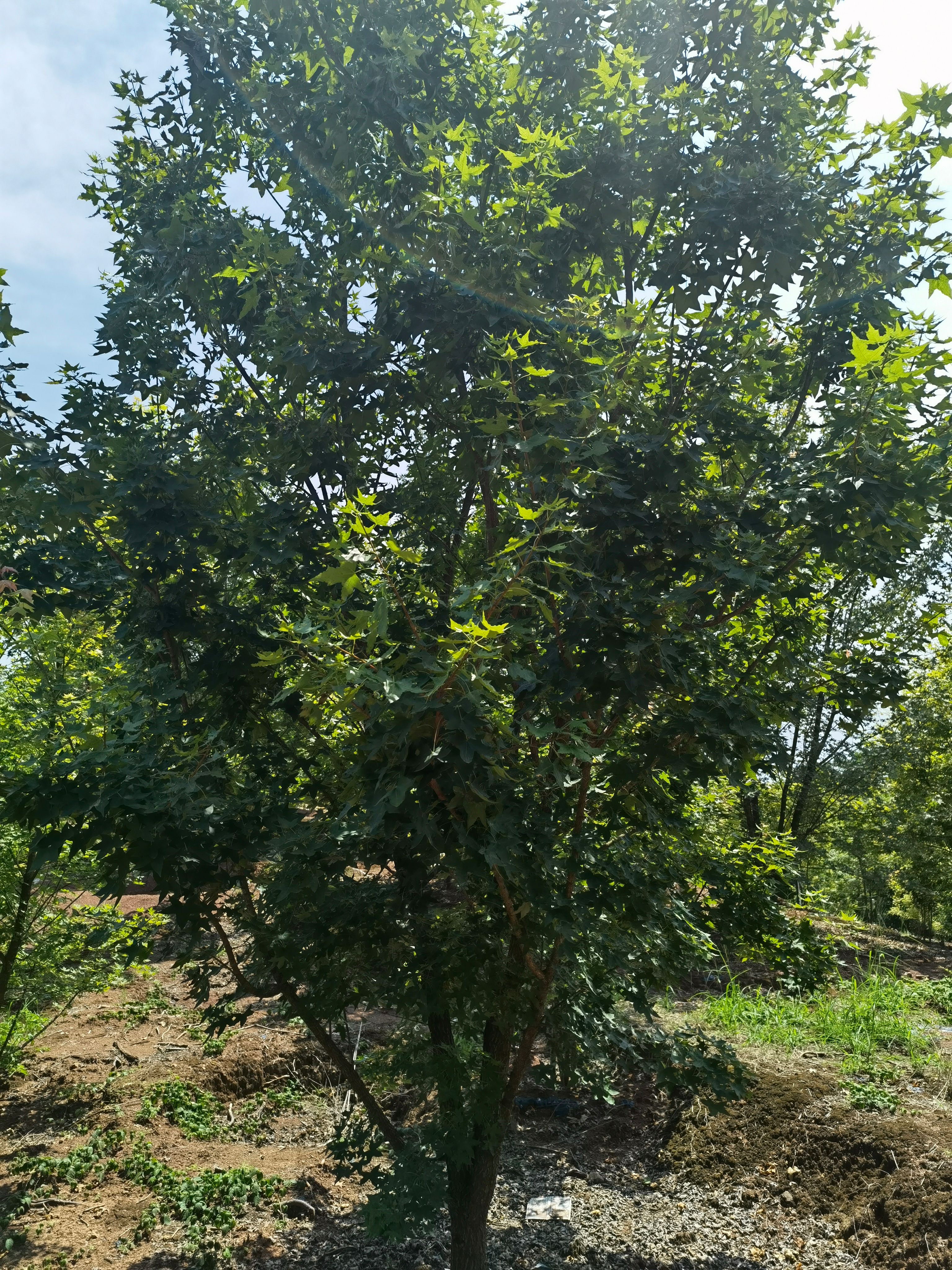 枫香树  元宝枫，三角枫，鸡枛染，红枫，规格齐
