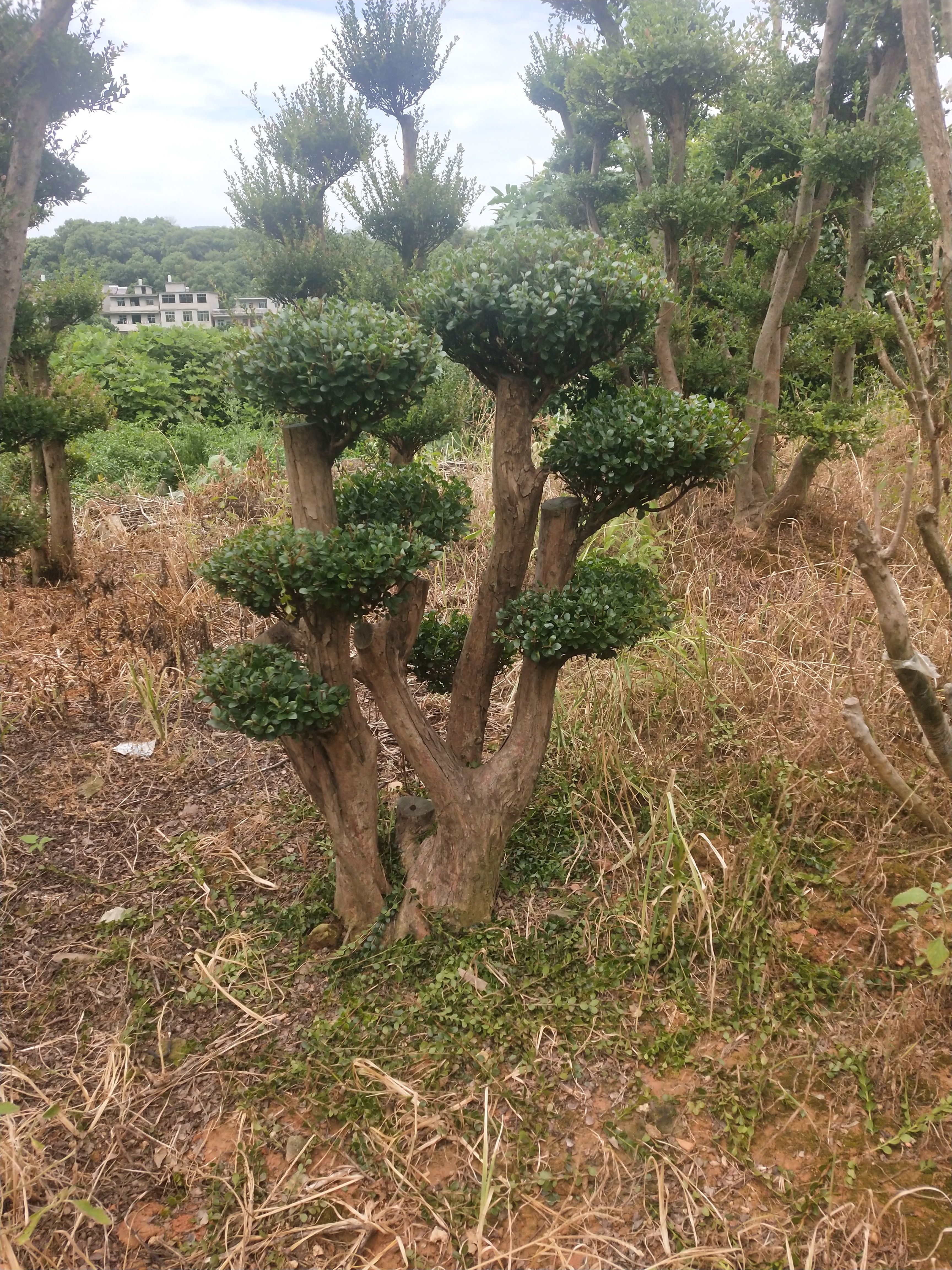 小叶赤楠一年四季常青不掉叶自产自销，而且抗旱和抗寒能力极强