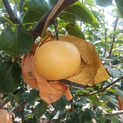砀山县冰糖秋月梨 脆甜多汁无渣 精品大果 安徽基地直发