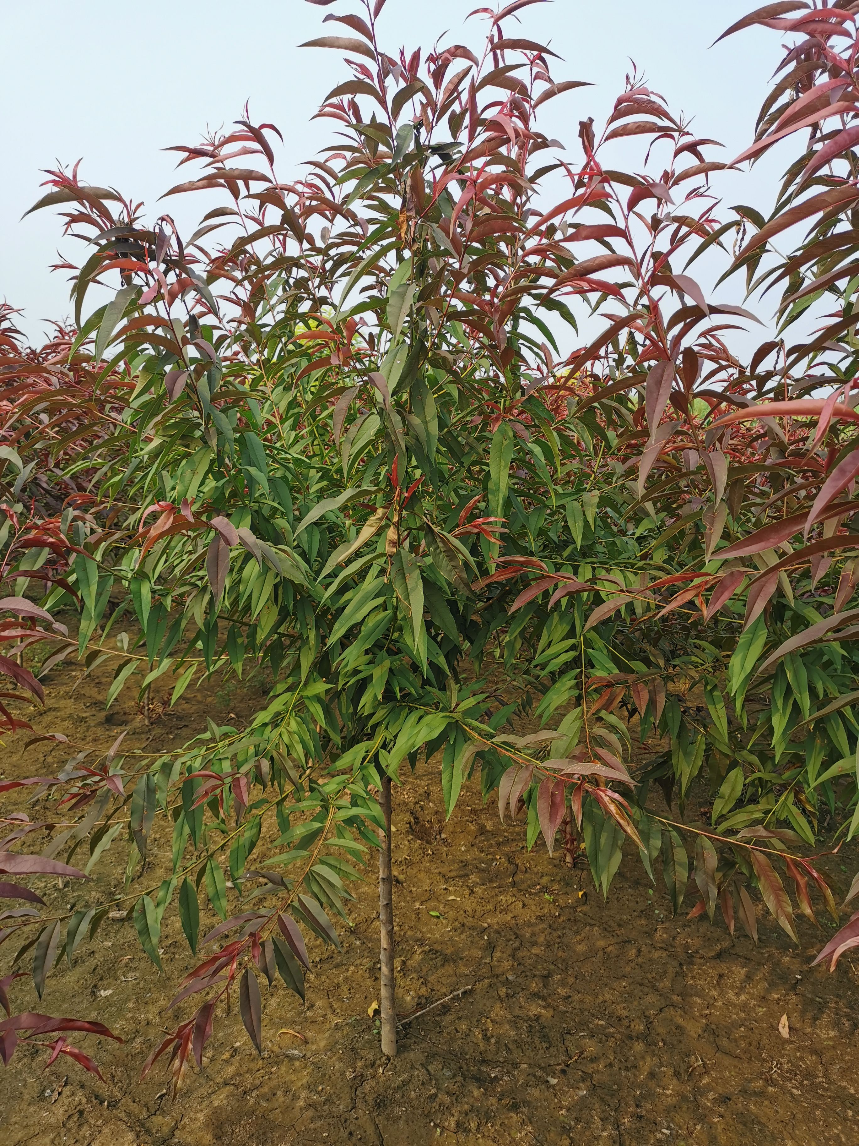 精品花灌木三公分红叶碧桃一年冒