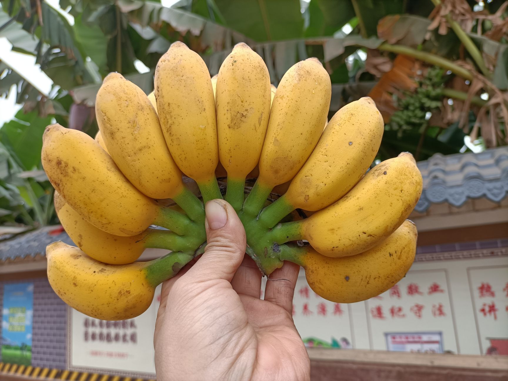 南宁自家种植小米蕉22.8元9斤净果包邮