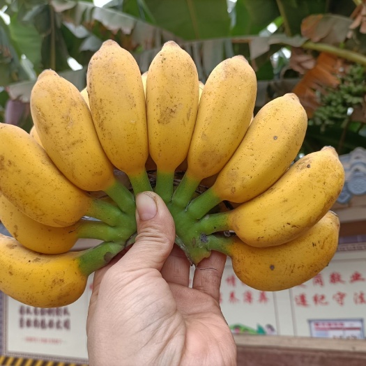 自家种植小米蕉28元9斤净果包邮
