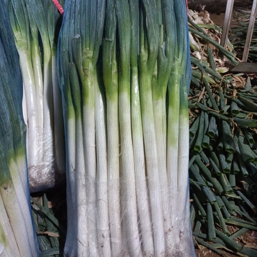 安丘市长白大葱 量大货优