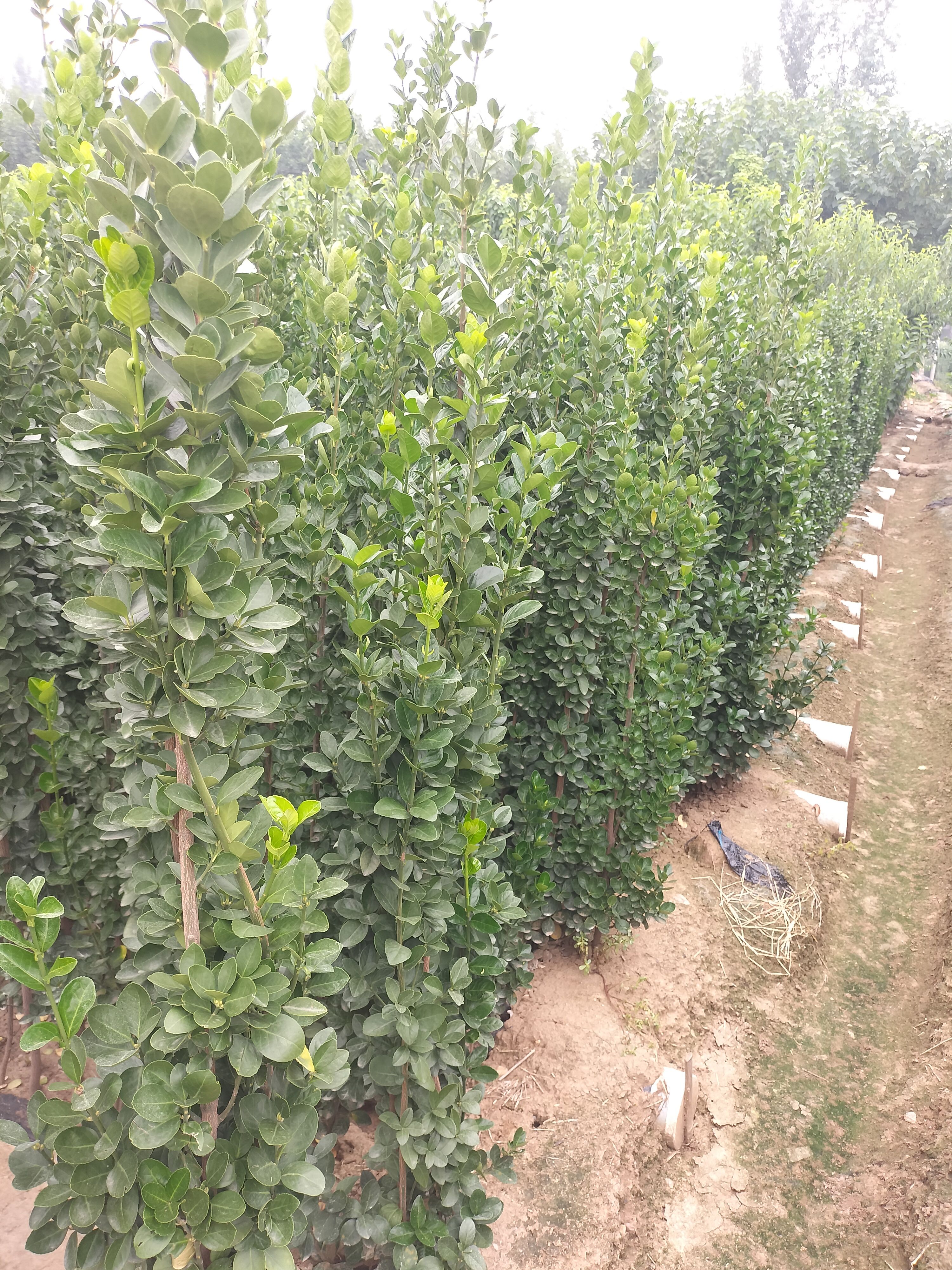 北海道黄杨 1.5~2米 4公分以下 2公分以下 1米以下 带土球发货 