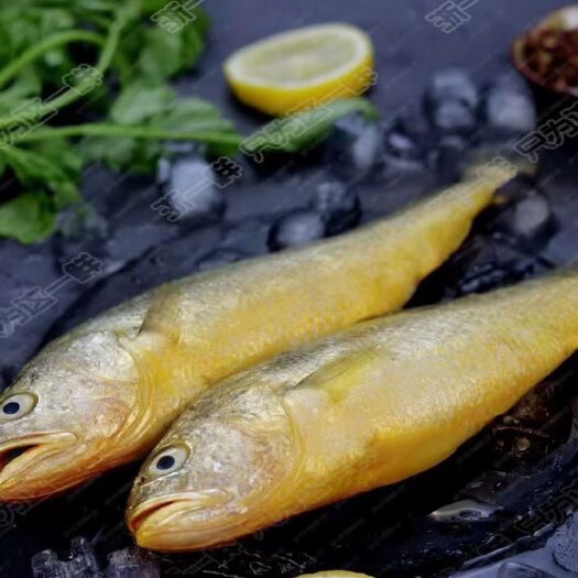 长沙浙一鲜南麂岛大黄鱼冰鲜深海大黄鱼G20食材黄花鱼平均0.6斤