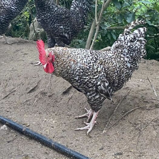 衡阳厂家直销大种 芦花鸡苗 黑芦花 白芦花，快大芦花，芦花土鸡苗