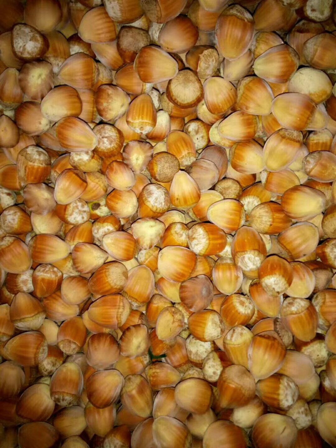  大榛子(果)