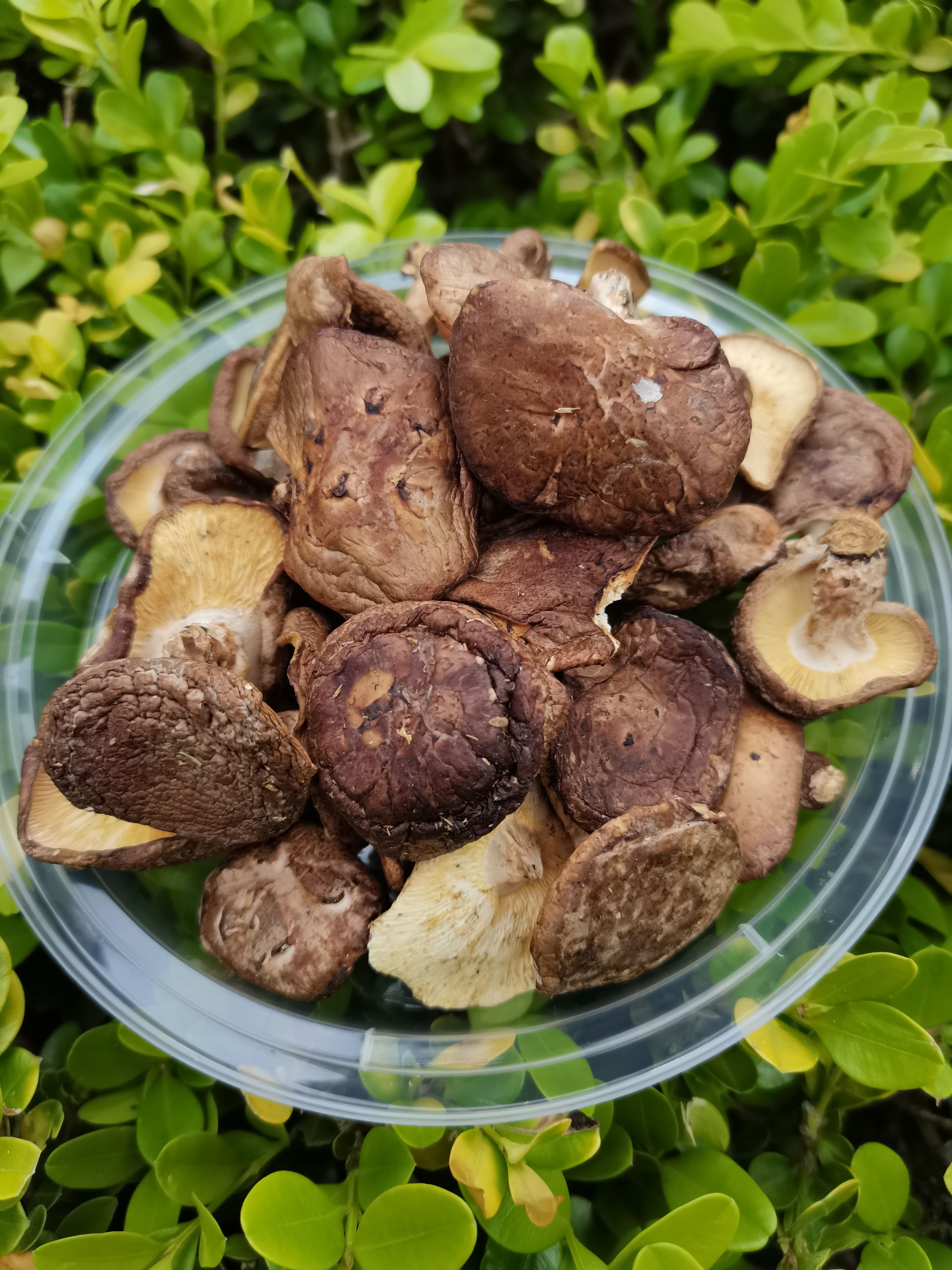 广西光面菇初级农产品散称重现卖现装金秀大瑶山香菇香喷喷的香菇