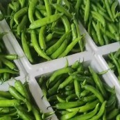 定边县牛角椒  辣椒