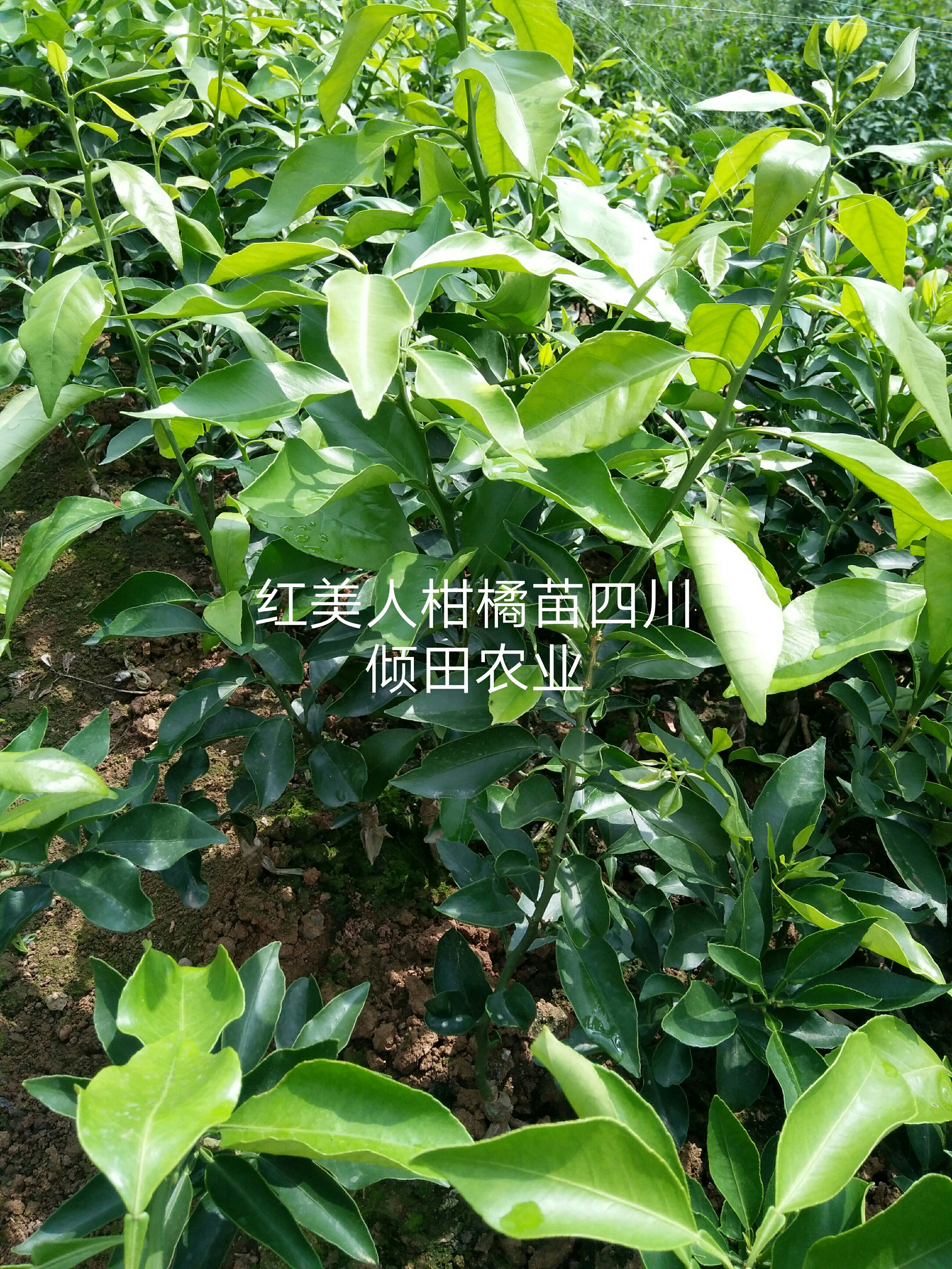 爱媛38号柑桔苗 果 冻橙苗红美人柑橘苗爱媛58早熟爱媛苗