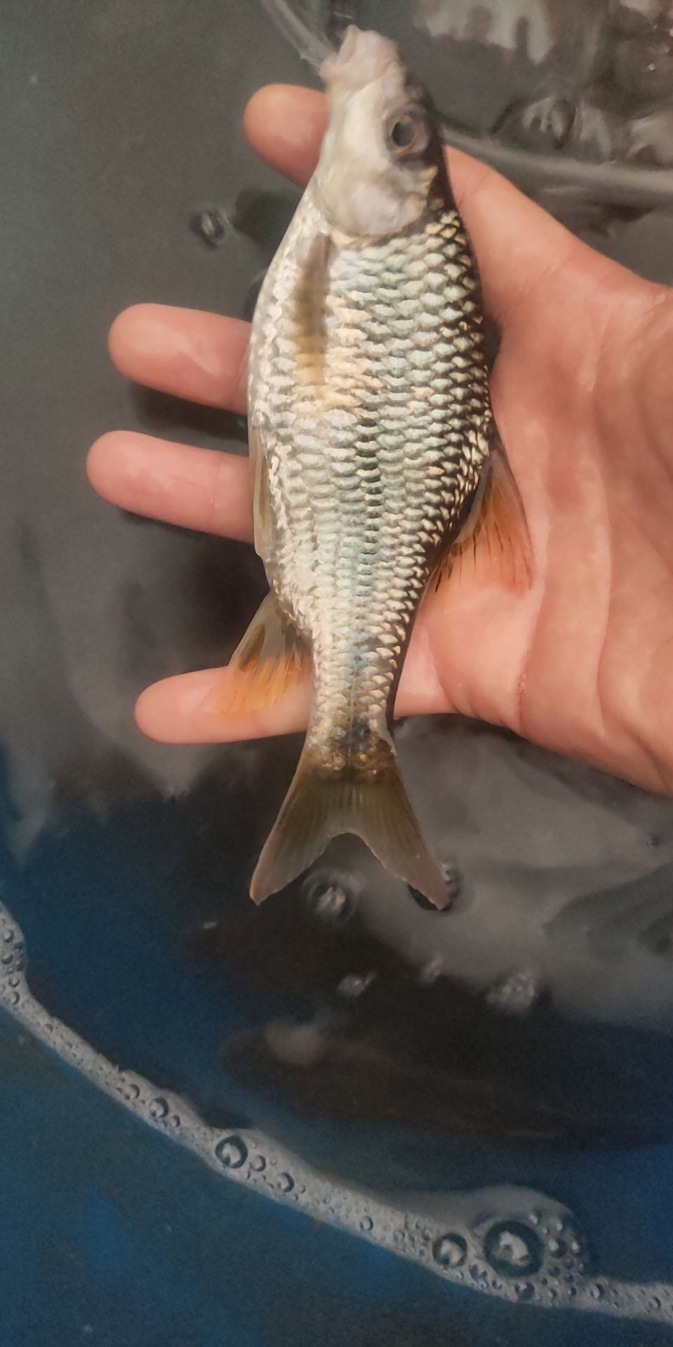  淡水石斑鱼冰鲜