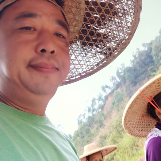 肇庆马尼拉草皮  本基地大量供应，草，马尼拉草，兰引三号，大叶油等草坪。