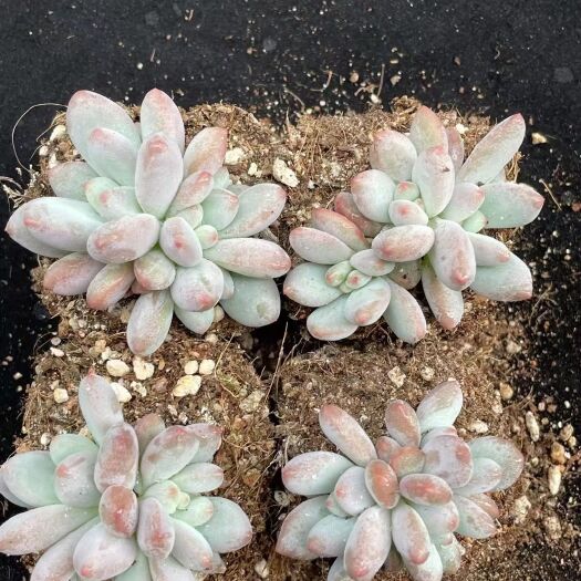 昆明 【5050】多肉植物，香水双头50颗12元