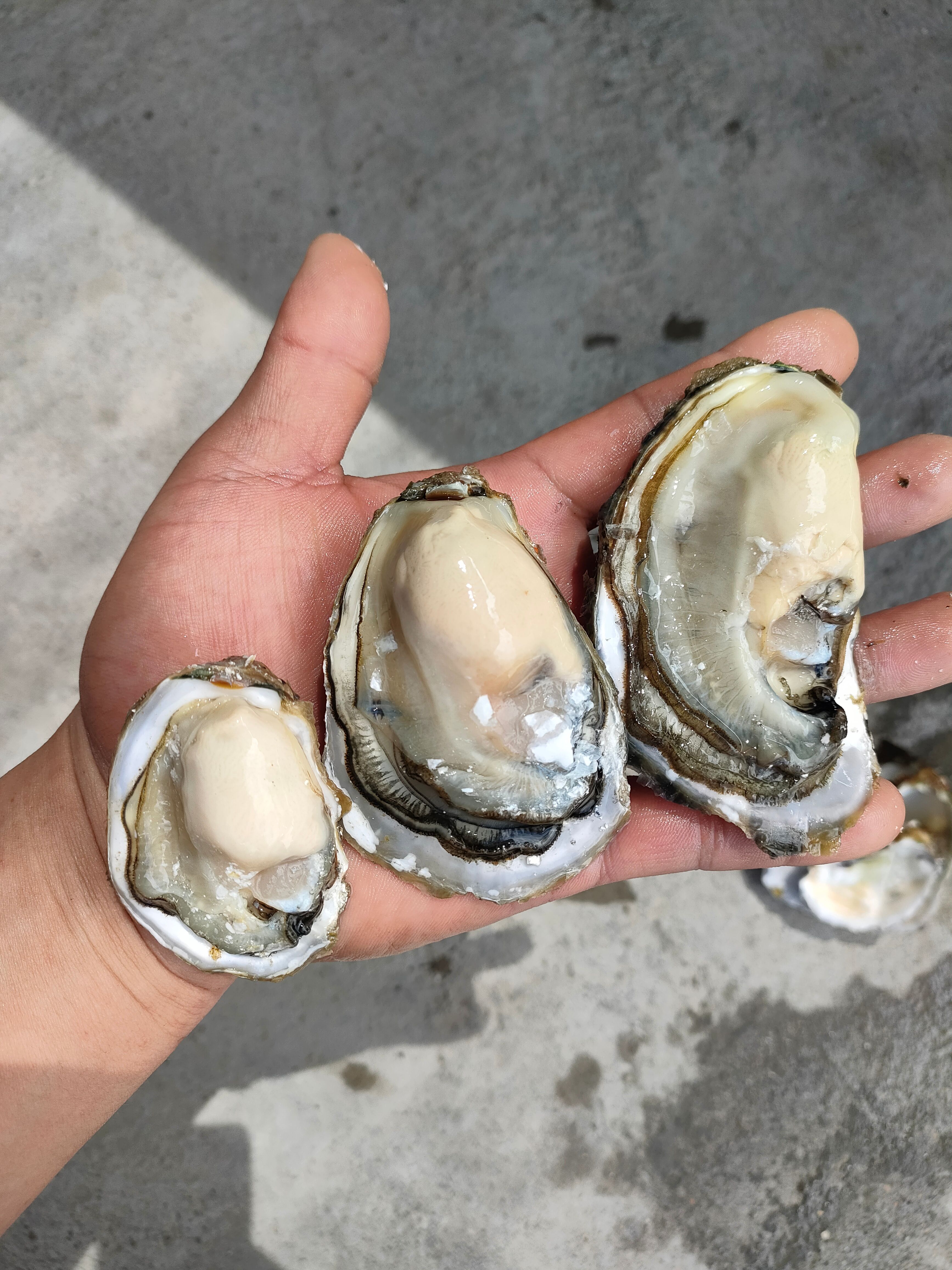  （精选）福建 原产地 正宗本地蚝 优质牡蛎网红高压锅生蚝