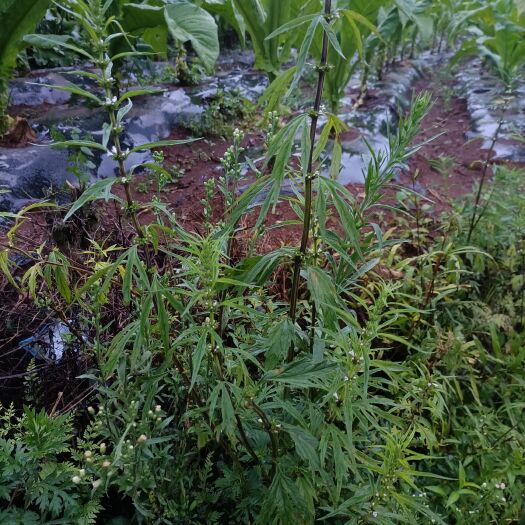 罗平县云南家种无硫益母草不打农药不施肥天然植物精货批发雪上小草