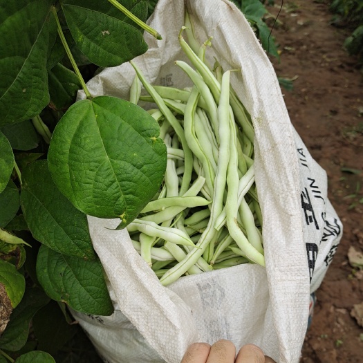 广灵县白条豆角  纯绿色蔬菜。豆角白不老