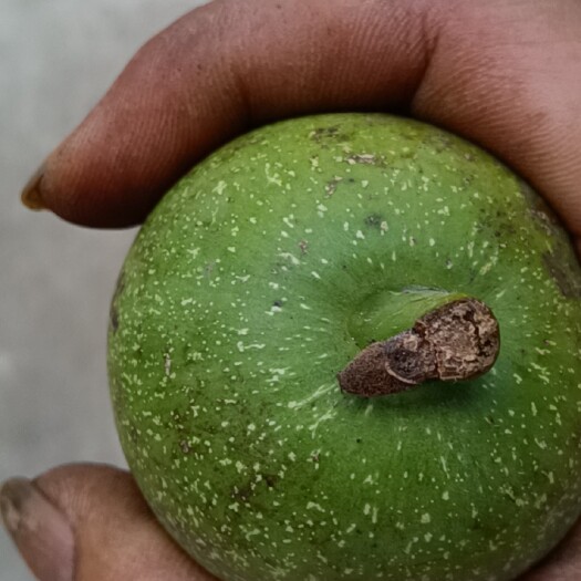 渭南青皮核桃  秦岭核桃。。。个大皮薄？。。。大量供应