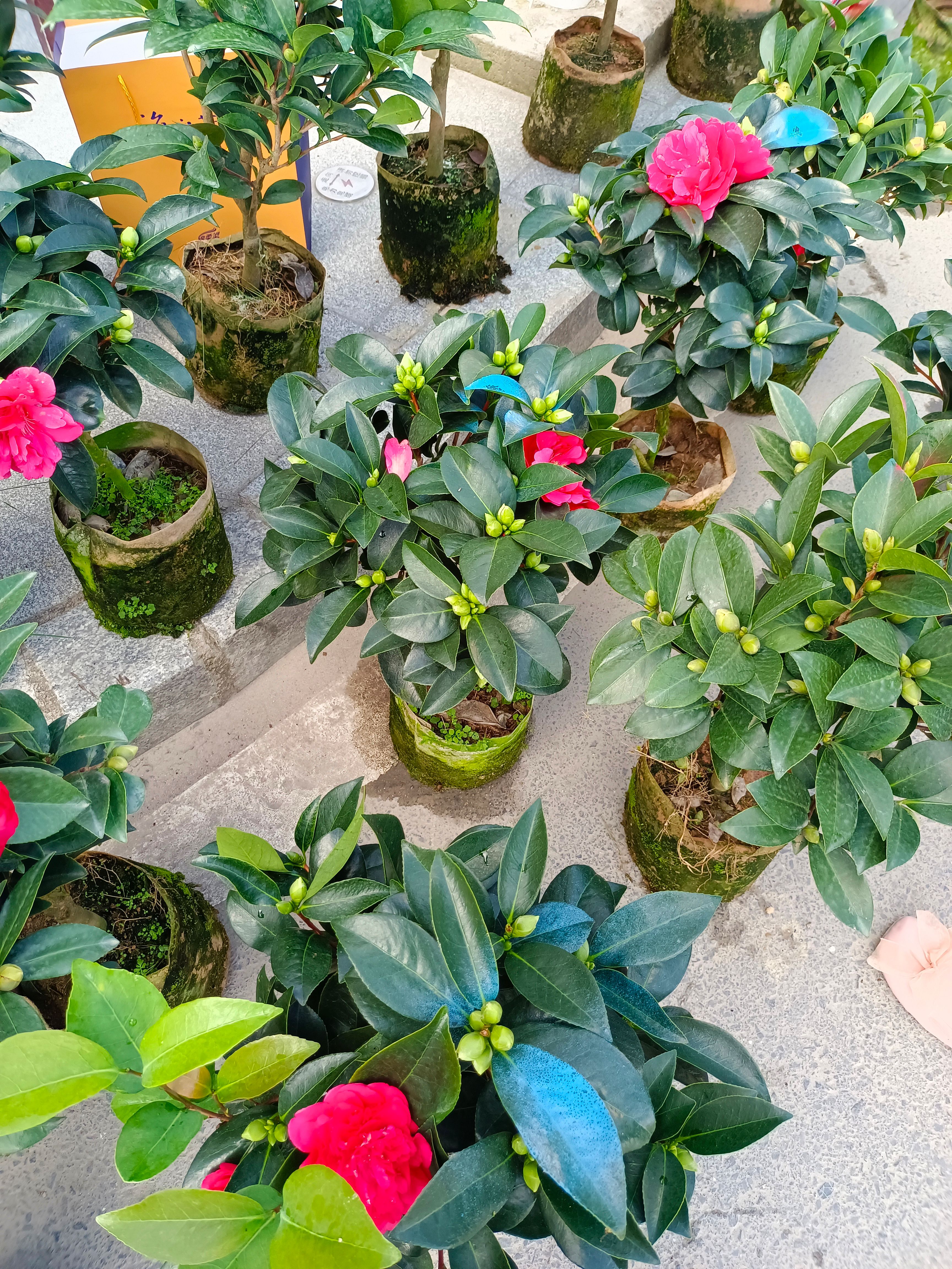 山茶花  四季茶花长满了花苞，度夏攻略很重要，不黄叶不掉苞，开花不断