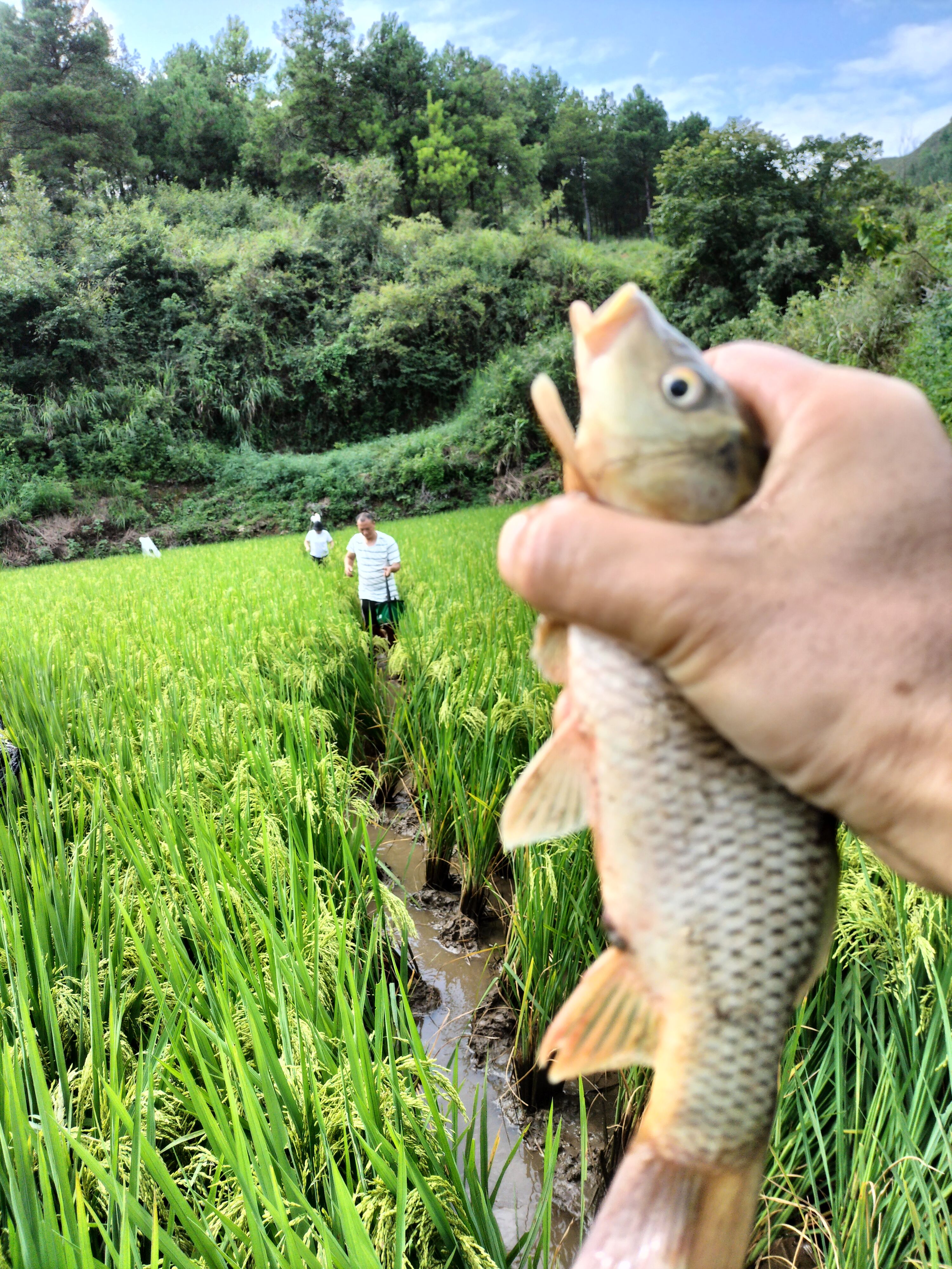 田鱼
