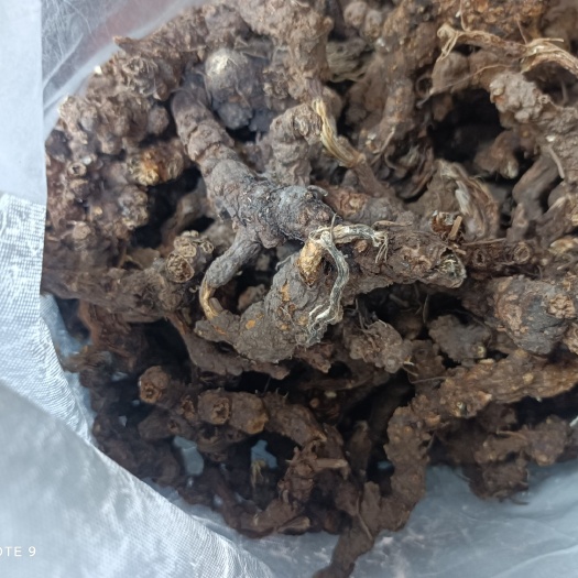 孙吴县北苍术 