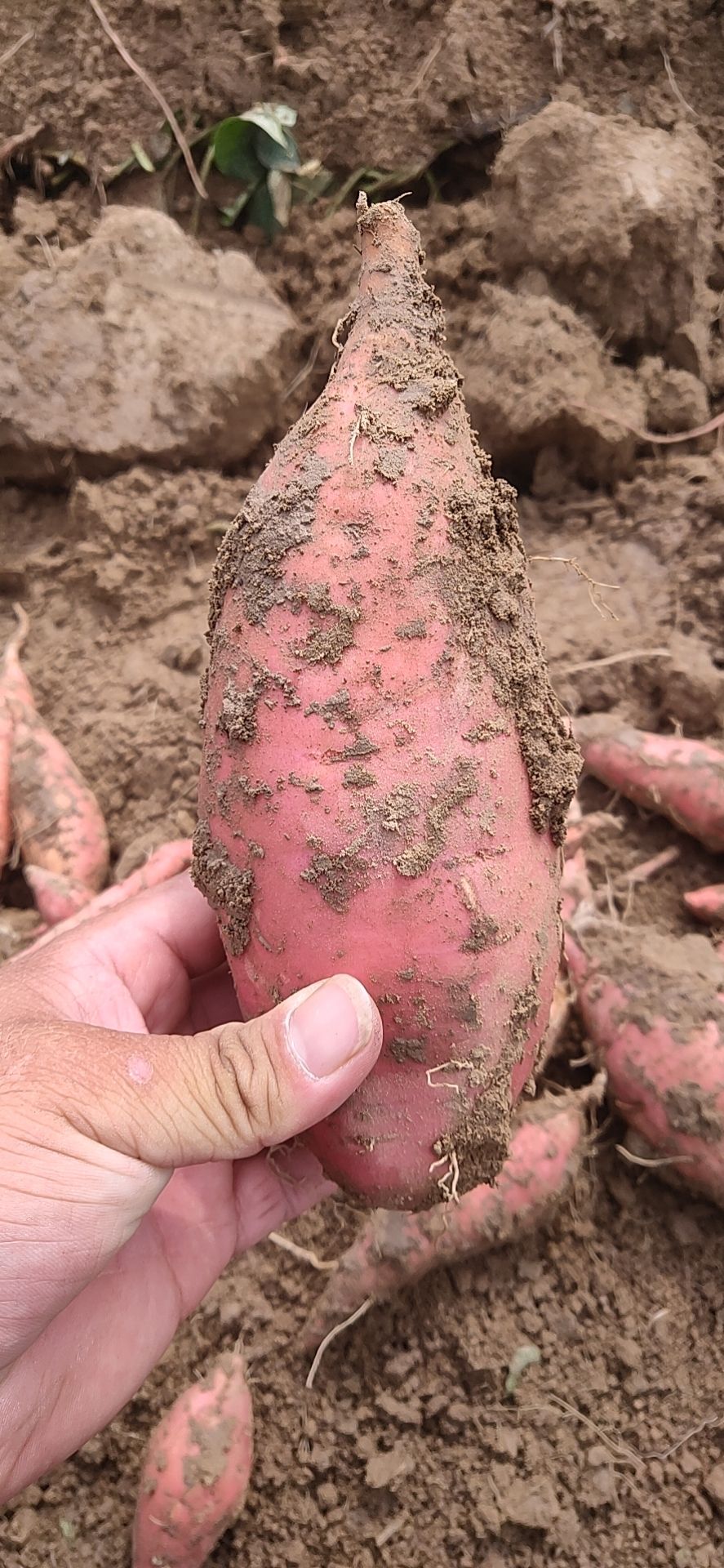 红薯蜜薯烟薯烤薯